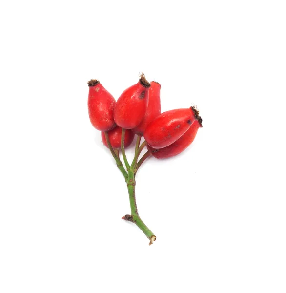 Rose hip izolovaných na bílém pozadí — Stock fotografie