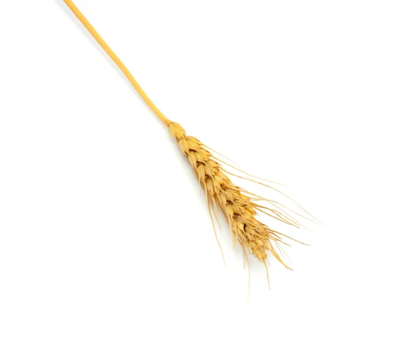 Пшеница на белом фоне — стоковое фото
