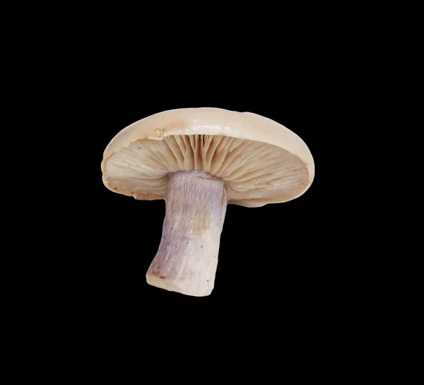 Whole single fresh porcini mushroom isolated on black background — Stock Photo, Image