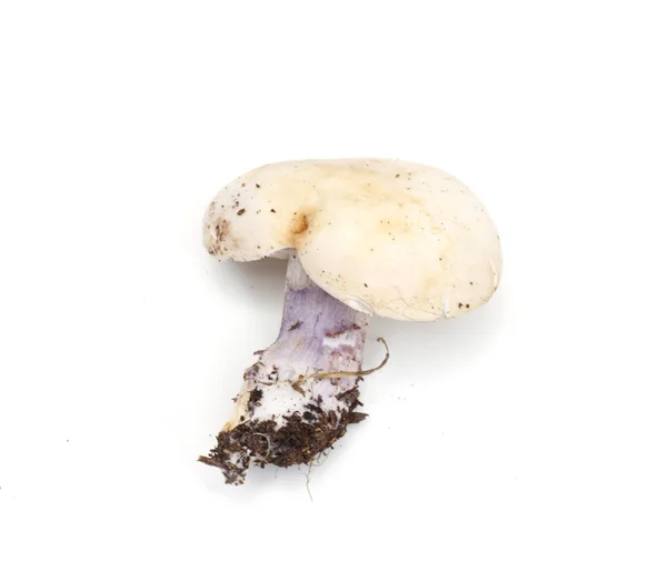 Mushroom blauwe voet — Stockfoto