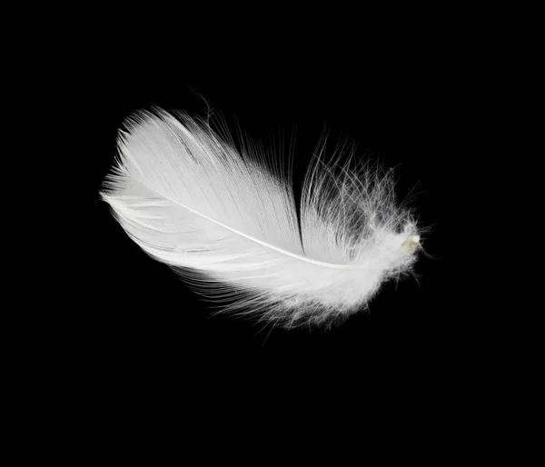 White feather geïsoleerd op witte achtergrond — Stockfoto