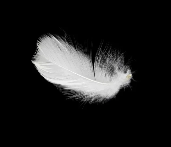 stock image White feather isolated on white background