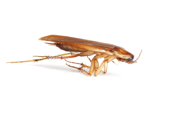 Close up van kakkerlak, maar het was sterven. — Stockfoto