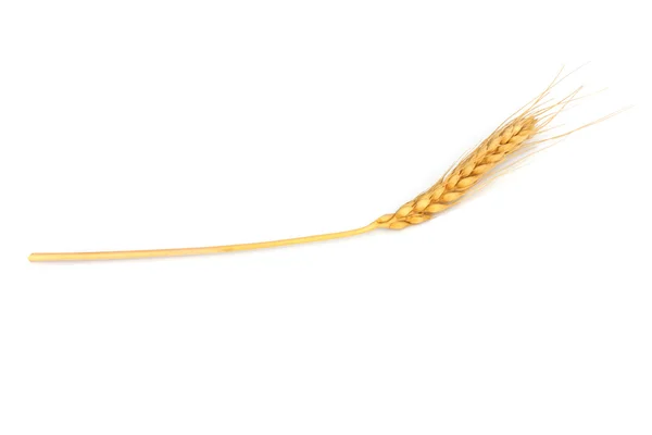 Пшениця на білому тлі — стокове фото