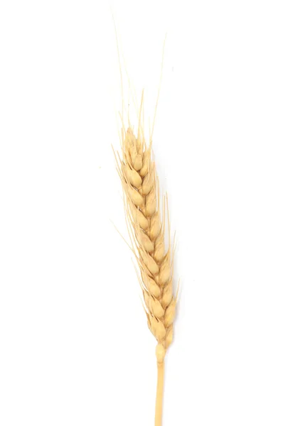 Suszone ucho uprawa zbóż w studio na białym tle białym tle — Zdjęcie stockowe
