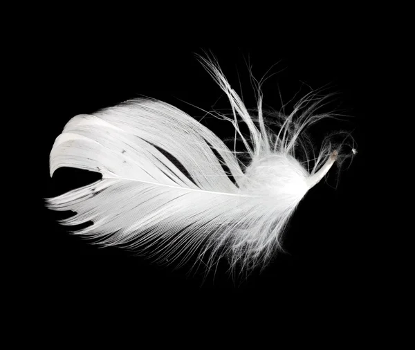白い羽の白い背景で隔離 — ストック写真
