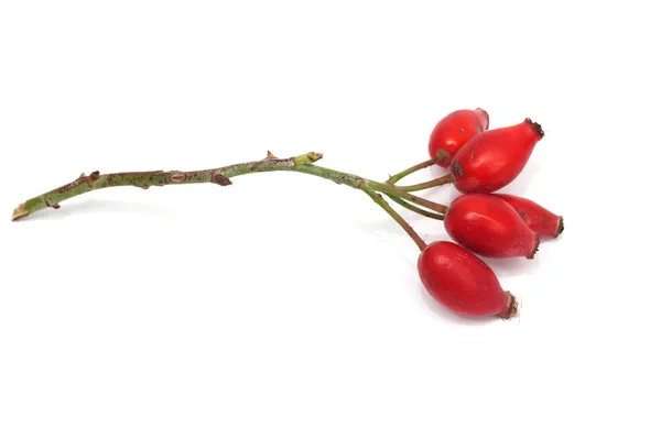 흰색 배경에 와일드 로즈의 과일 — 스톡 사진