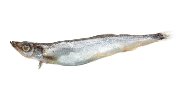 Close up off one sardine on white with a little shadow on the ba — Stock Photo, Image