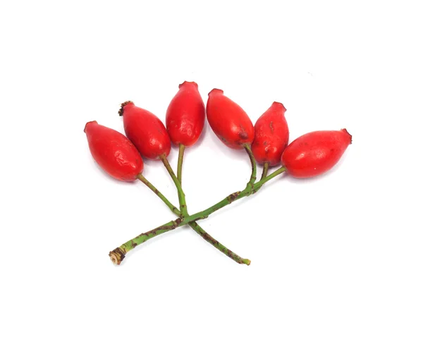 Plody divoké růže na bílém pozadí — Stock fotografie