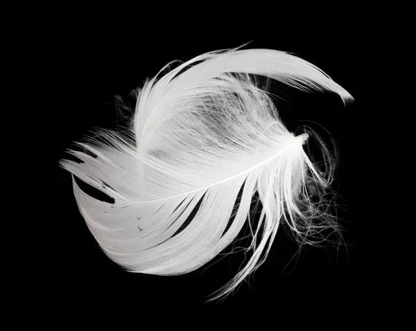 Белое перо на белом фоне — стоковое фото