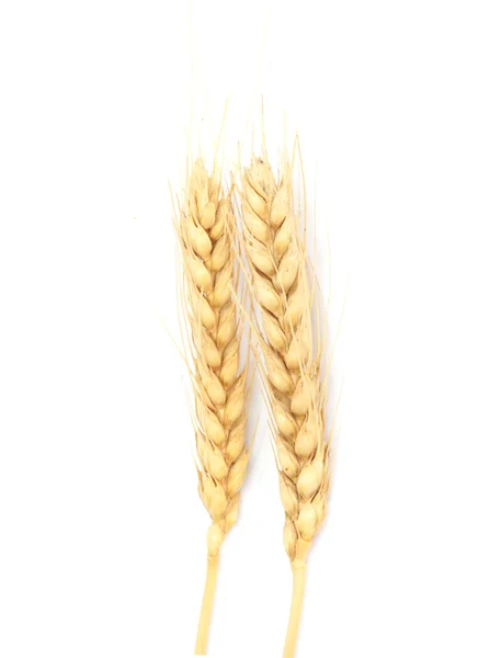 Buğday kulakları üzerine beyaz izole — Stok fotoğraf