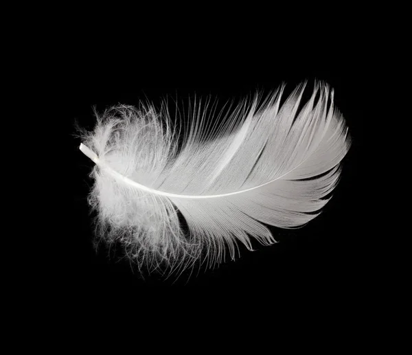 White feather geïsoleerd op witte achtergrond — Stockfoto