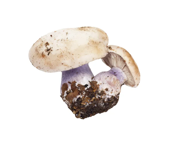 蘑菇蓝脚 — 图库照片