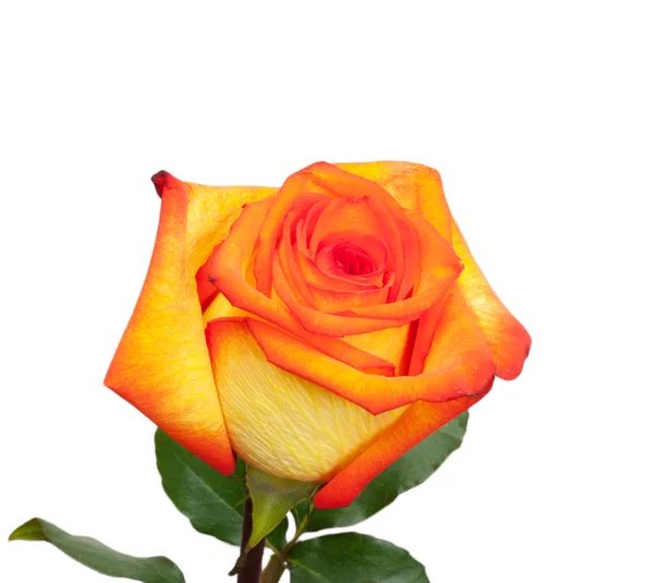 在白色背景上的鲜橙色玫瑰 — 图库照片