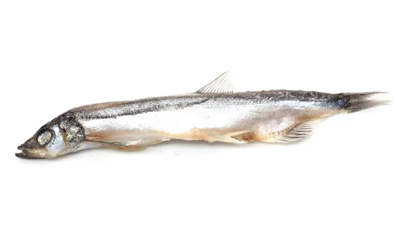 Närbild av en sardin på vitt med lite skugga på ba — Stockfoto
