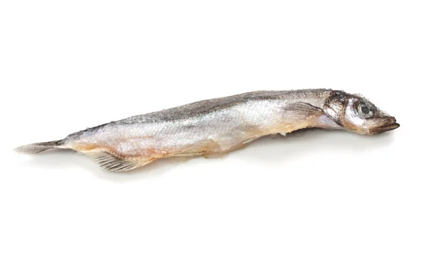 Fermer une sardine sur blanc avec un peu d'ombre sur le ba — Photo