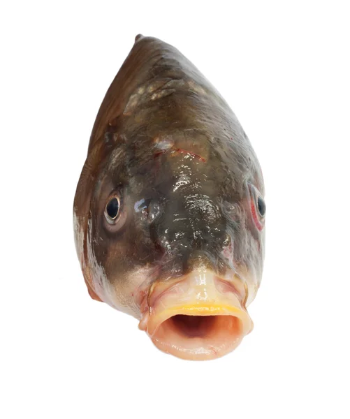 Head of big carp — Stock Photo, Image