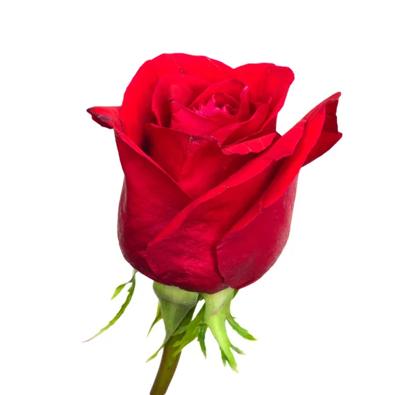 Rose rouge isolée sur fond blanc — Photo