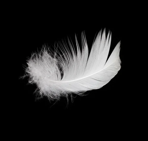 Λευκό φτερό που απομονώνονται σε λευκό φόντο — Φωτογραφία Αρχείου