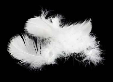 White feather isolated on white background clipart