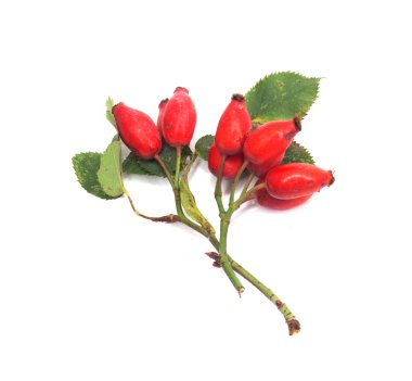 Rose hip isolated on white background clipart