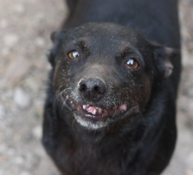 köpeğim, şans, kamera koklama