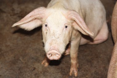 Close up of little pig in a farm in China clipart