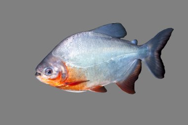 Piranha balığı