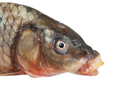 Head of big carp clipart