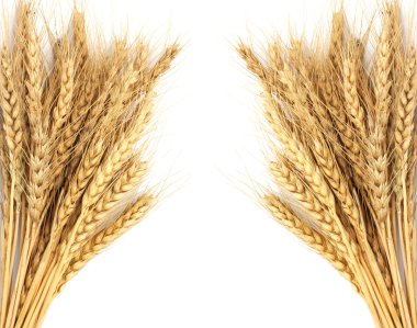 Wheat isolated on white clipart