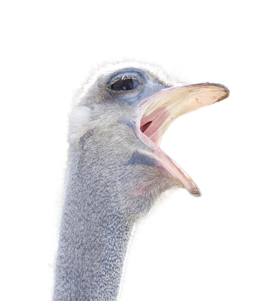 Изолированная голова страуса — стоковое фото
