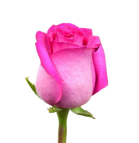 Rosa rosa sobre um fundo branco — Fotografia de Stock