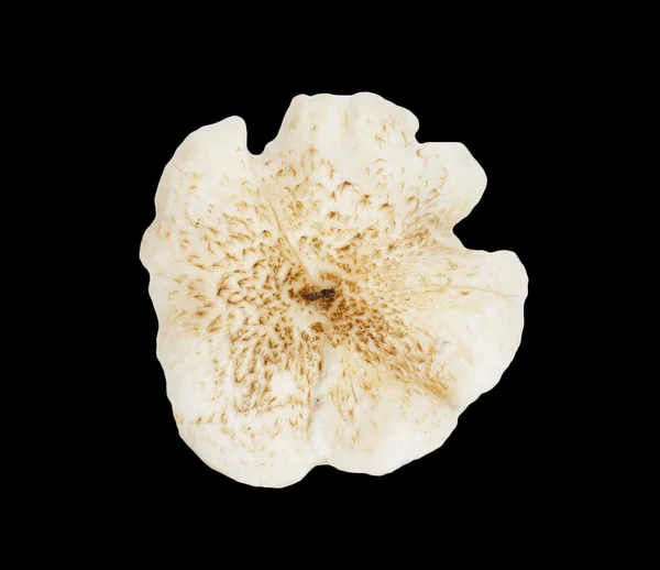 검은 배경에 표고버섯 — 스톡 사진