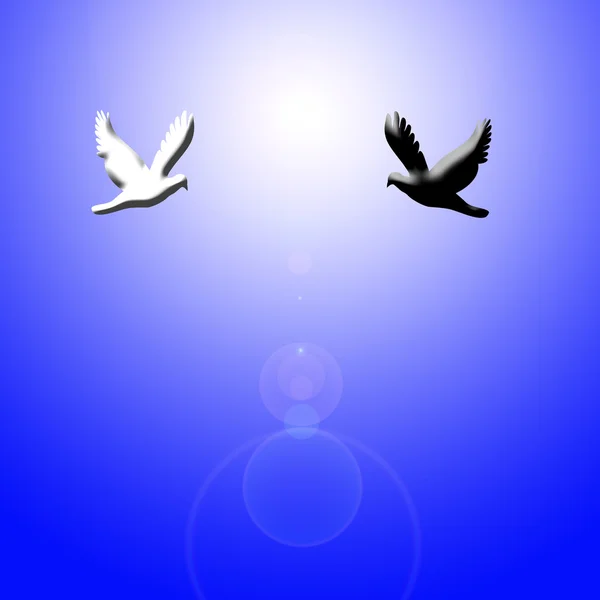 Černá a bílá holubice, létání na světlo — Stock fotografie