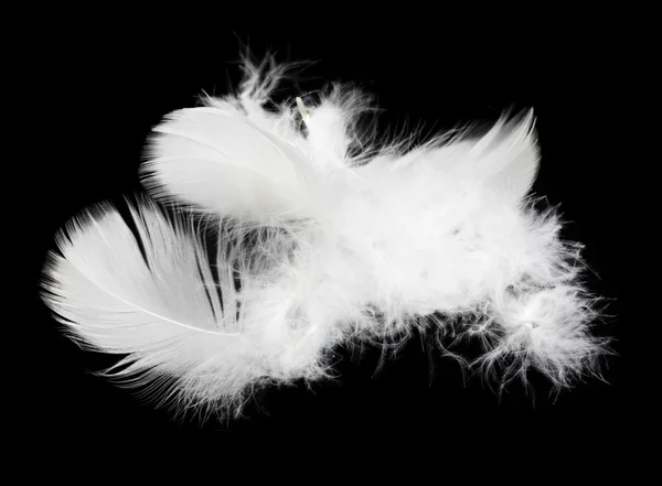 Weiße Feder isoliert auf weißem Hintergrund — Stockfoto