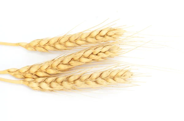 Изолированный шип пшеницы — стоковое фото