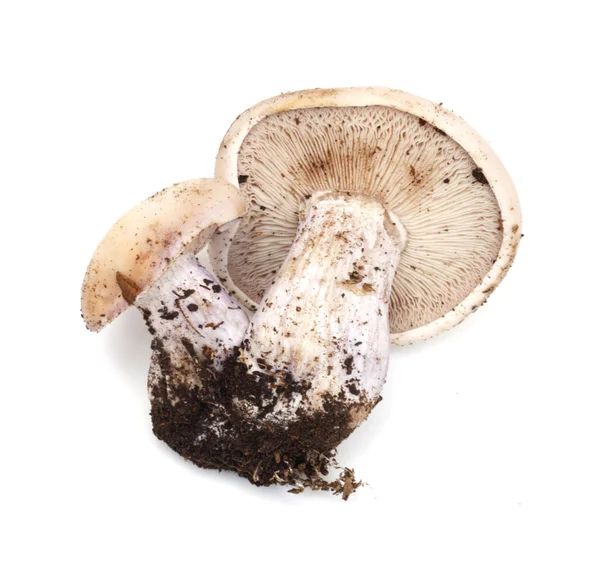 Cogumelo pé azul — Fotografia de Stock
