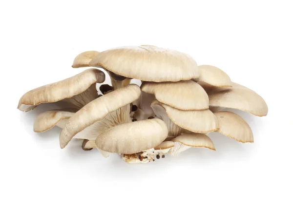 Устричні гриби на білому тлі — стокове фото