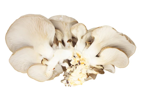 Oesterchampignons op een witte achtergrond — Stockfoto