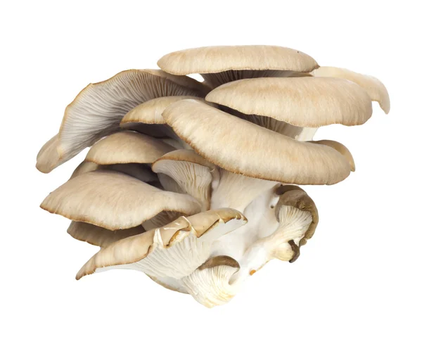 Oesterchampignons op een witte achtergrond — Stockfoto