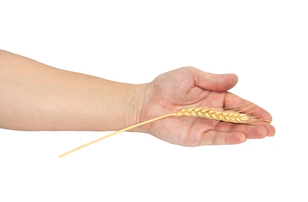 Wheat in a hand — Stock Photo, Image