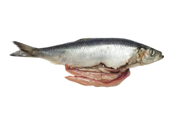 在白色背景上的盐渍的鲱鱼 — 图库照片