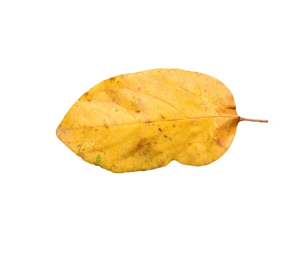 Жовте осіннє листя на білому тлі — стокове фото