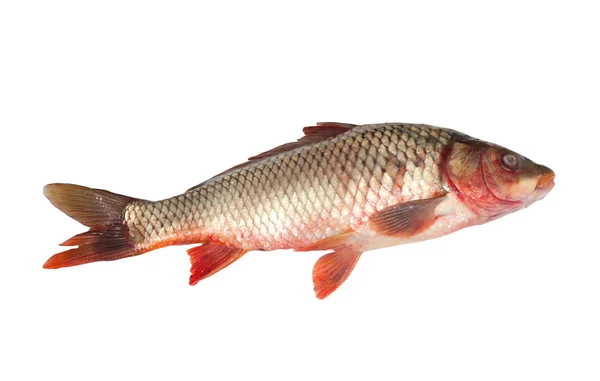 Big carp isolated on white background — Stock Photo, Image