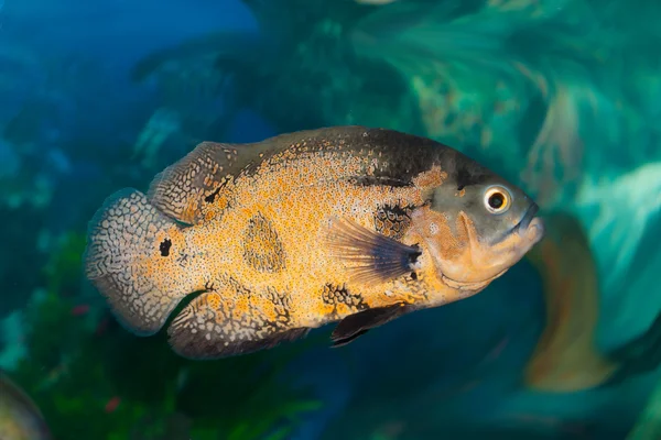 Пятнистая рыба-триггер плавает в аквариуме — стоковое фото
