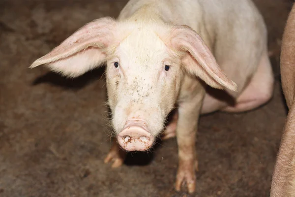 stock image Close up of little pig in a farm in China