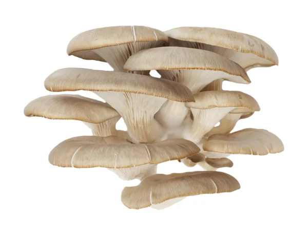 Champignons huîtres sur fond blanc — Photo