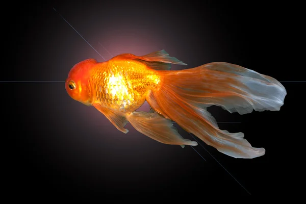Ein schöner, anmutiger Goldfisch schwimmt im Wasser — Stockfoto