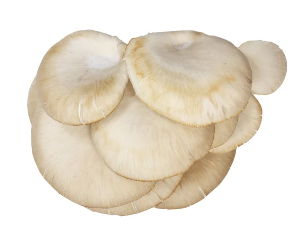 白色背景的牡蛎蘑菇 — 图库照片