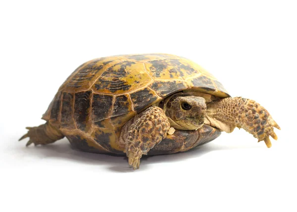 stock image Terrapin